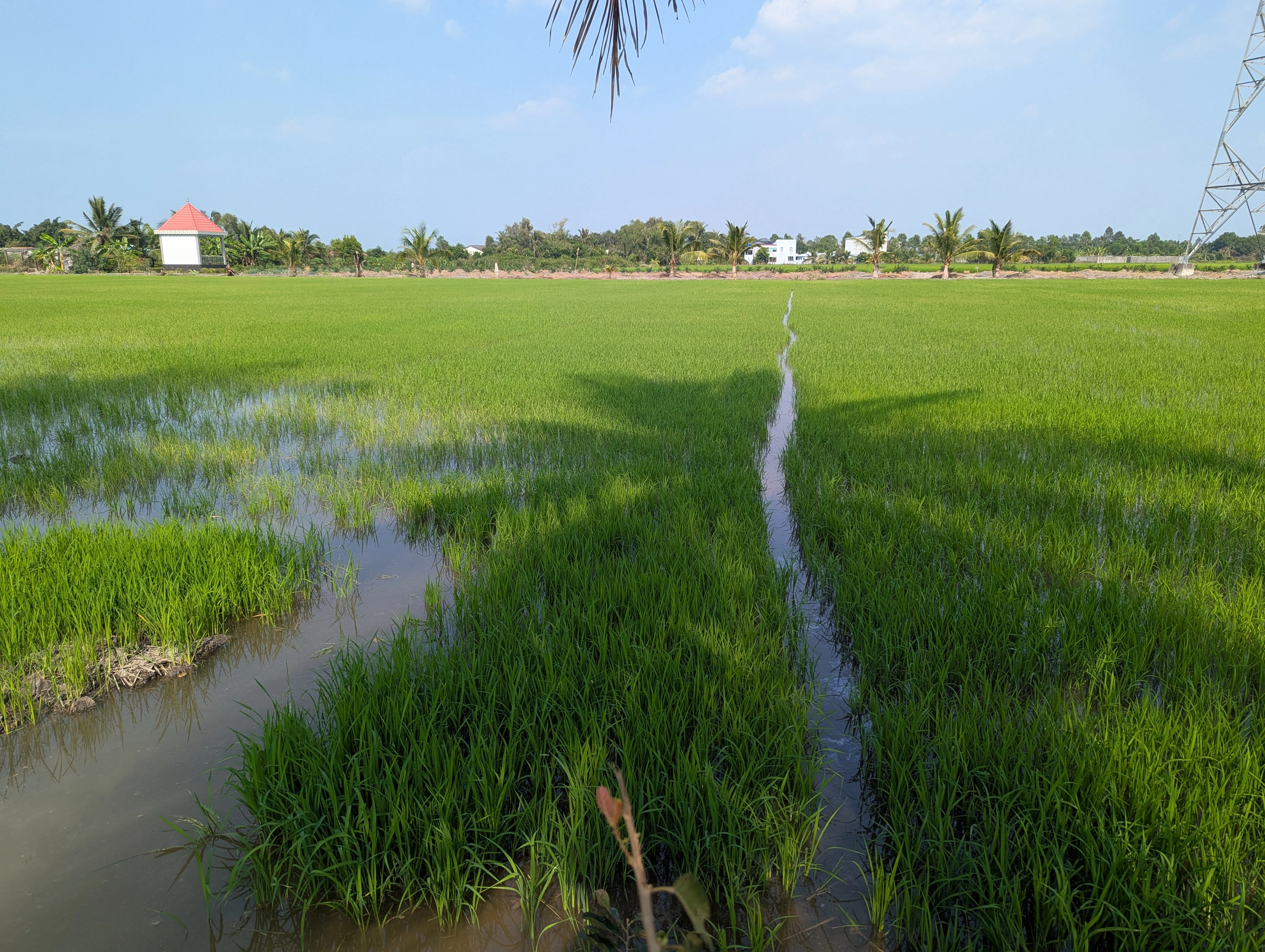ricefield